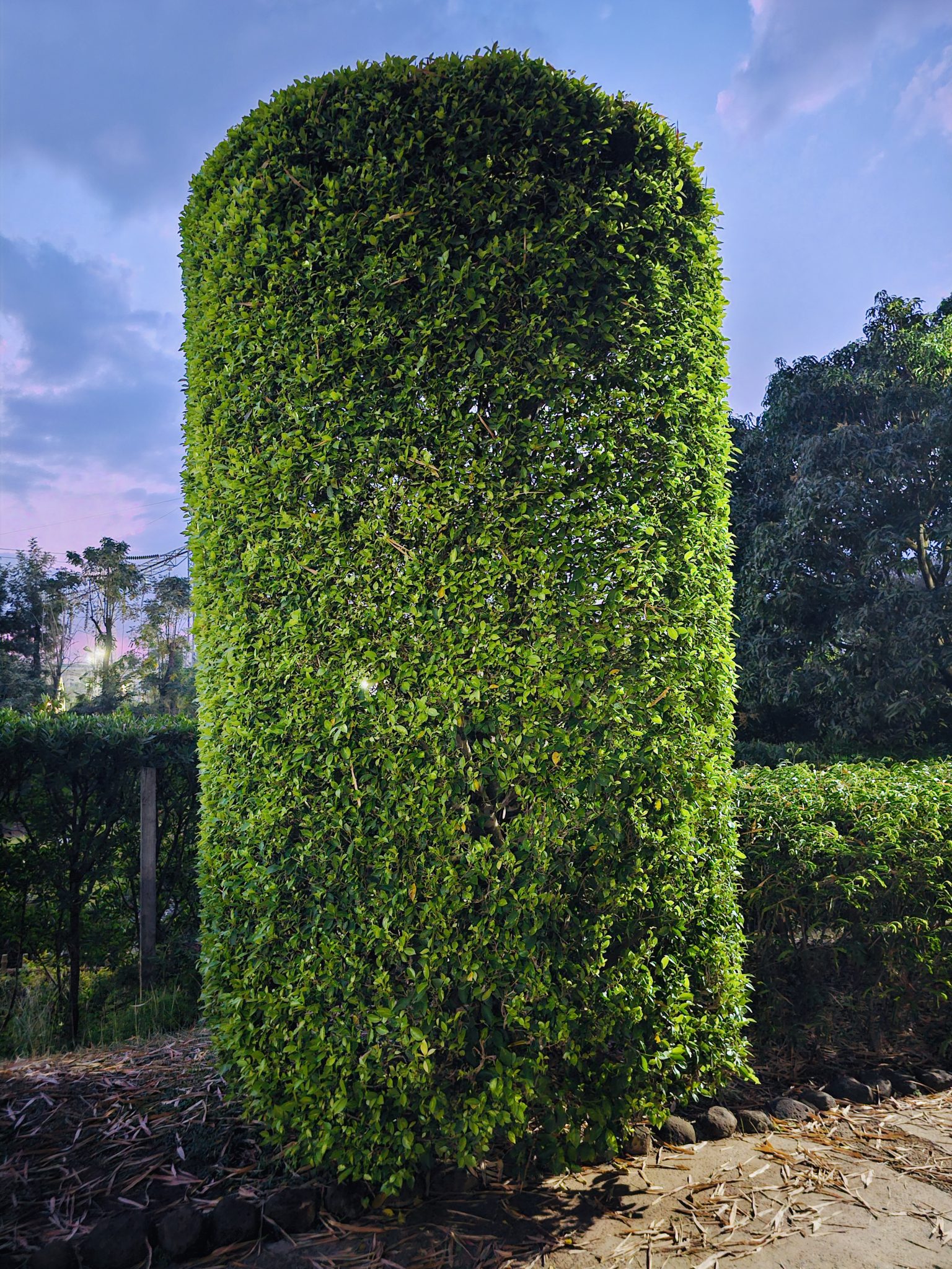 Planting & Borders